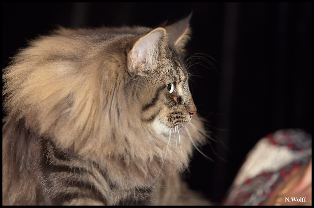 gengis2.jpg - Gengis Khan du Domaine des Comtes de Moscone, BIS 6/10 mois samedi et dimanche