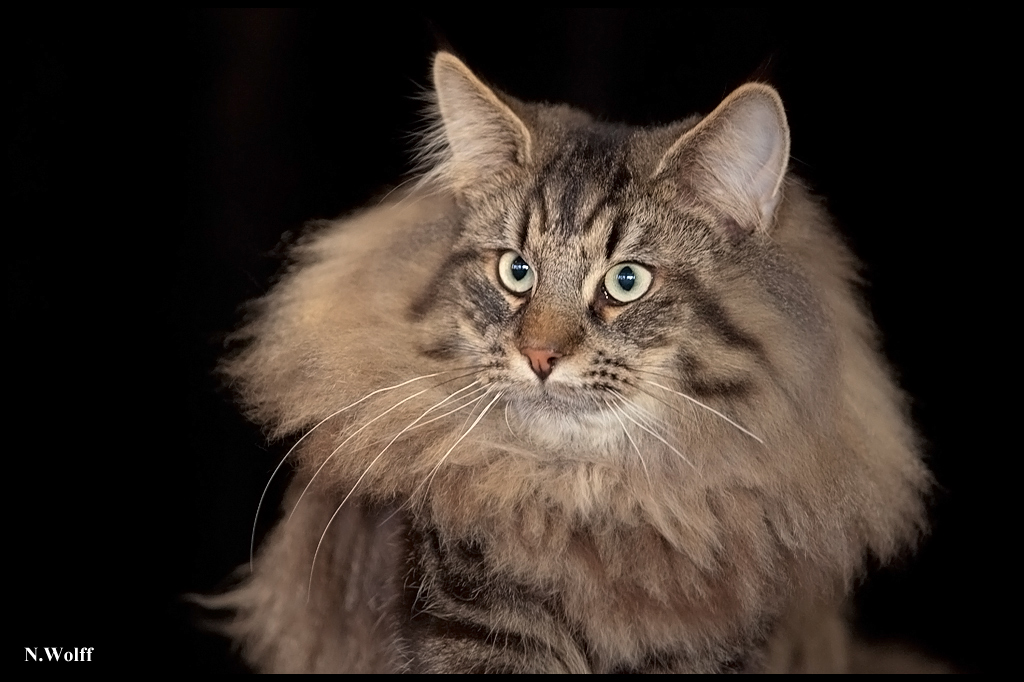 gengis3.jpg - Gengis Khan du Domaine des Comtes de Moscone, BIS 6/10 mois samedi et dimanche