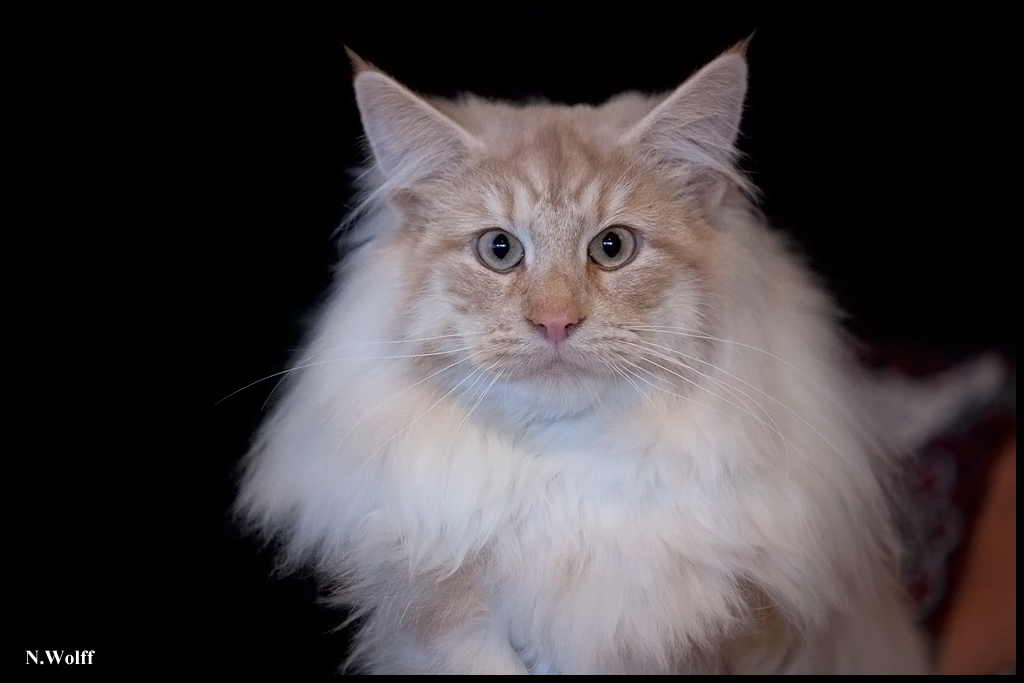 ginseng1.jpg - Ginseng du Domaine des Comtes de Moscone