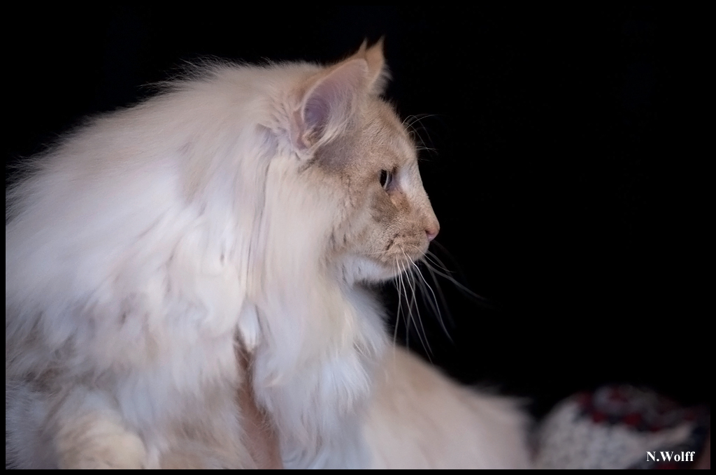 ginseng2.jpg - Ginseng du Domaine des Comtes de Moscone