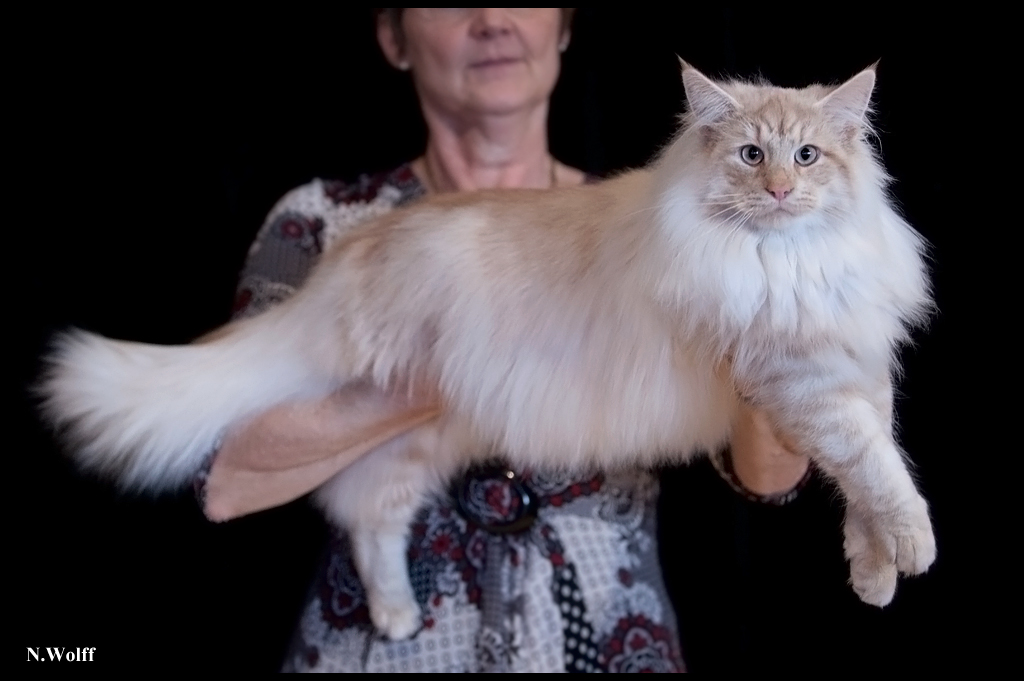 ginseng3.jpg - Ginseng du Domaine des Comtes de Moscone