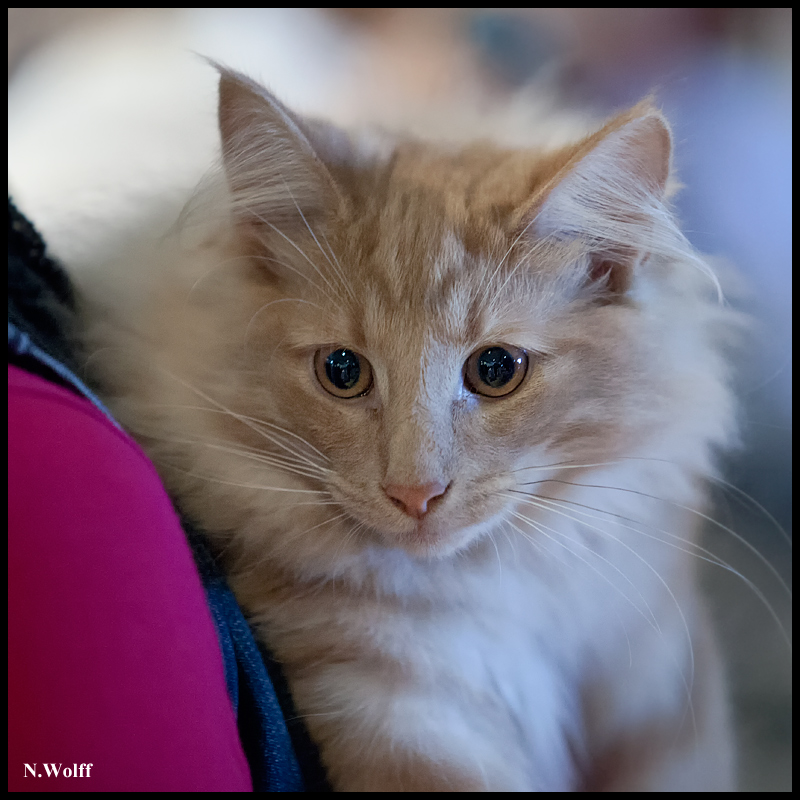 goldstar2.jpg - Goldstar du Domaine des Comtes de Moscone