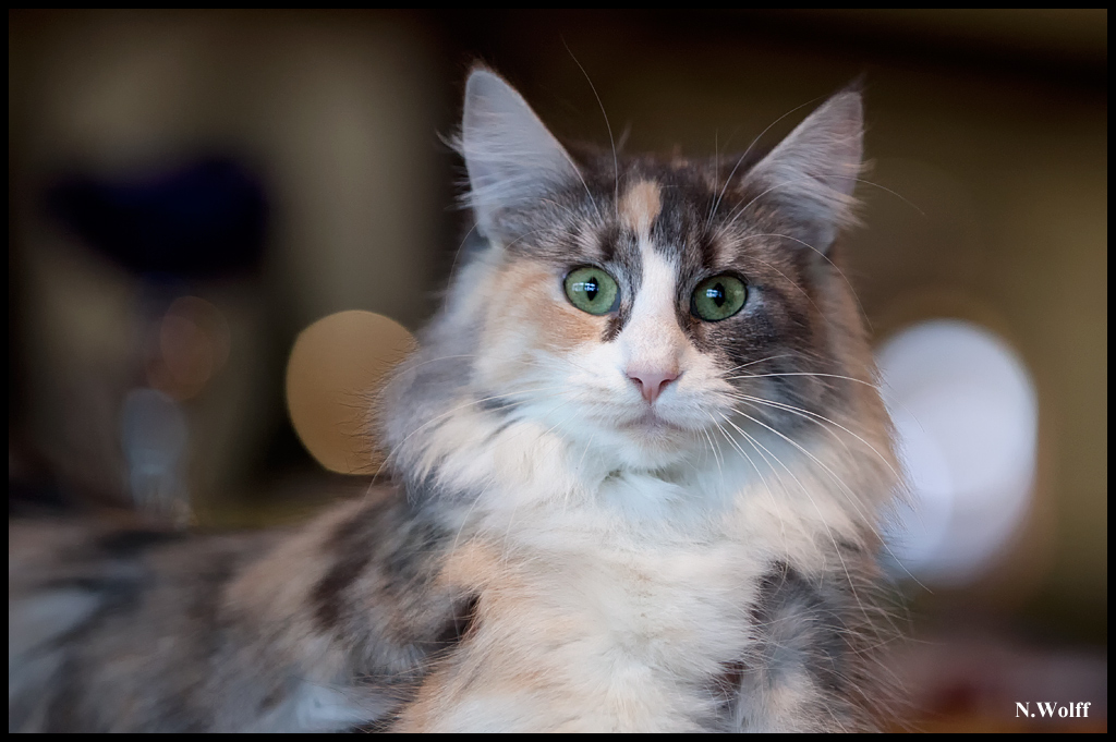 malvasia2.jpg - Malvasia La Peyre