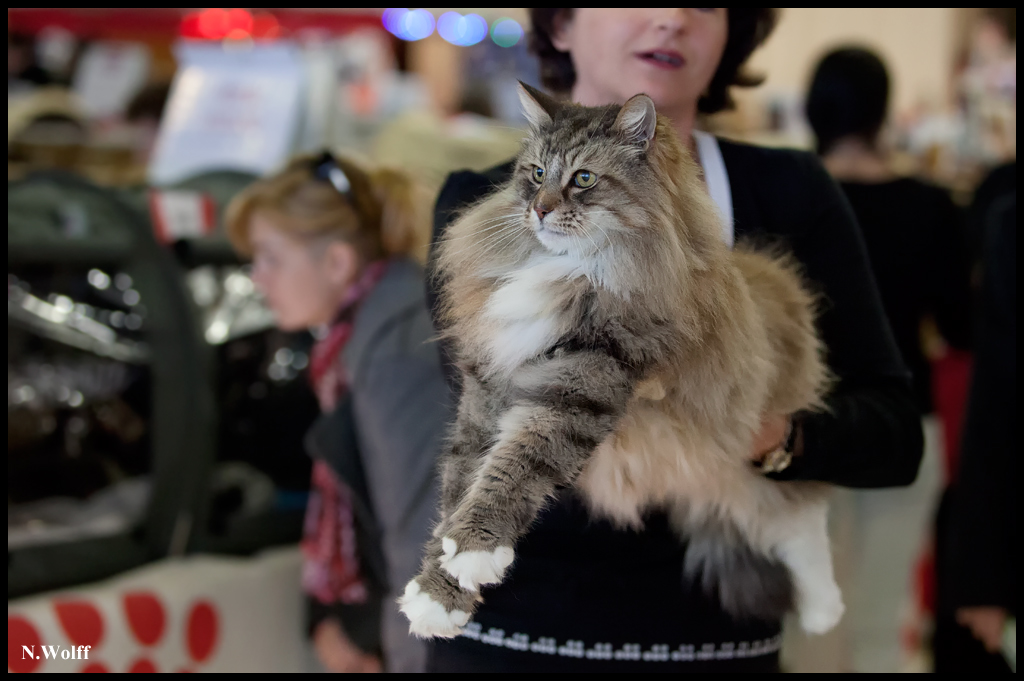 radjah2.jpg - Rizzotto El Condor Pacha (Radjah) H.C