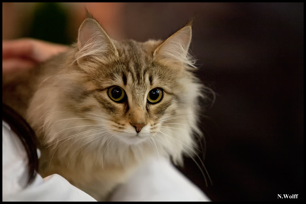 rhianna1.jpg - Nandinakatt's Rhianna, BIS 3/6 mois samedi