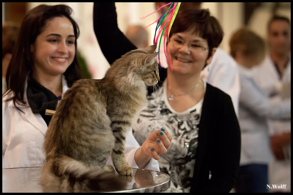 rhianna2.jpg - Nandinakatt's Rhianna, BIS 3/6 mois samedi