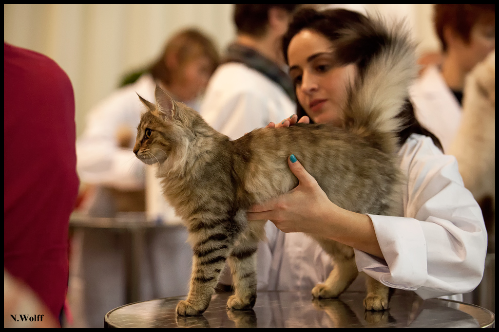 rhianna3.jpg - Nandinakatt's Rhianna, BIS 3/6 mois samedi