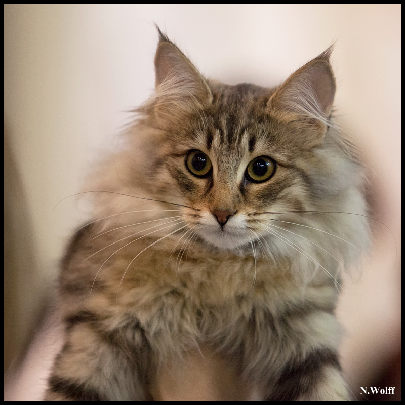 rhianna4.jpg - Nandinakatt's Rhianna, BIS 3/6 mois samedi