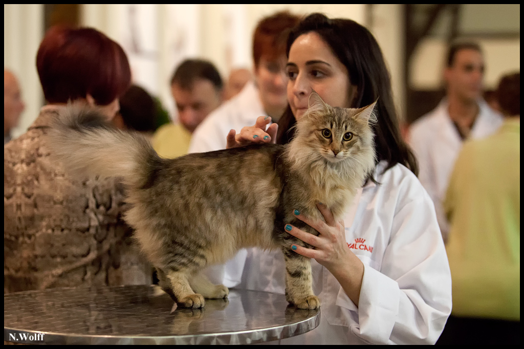 rhianna5.jpg - Nandinakatt's Rhianna, BIS 3/6 mois samedi