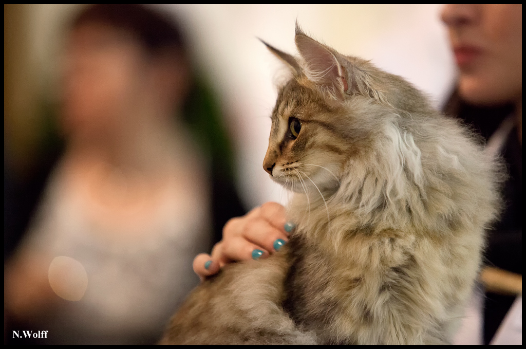 rhianna6.jpg - Nandinakatt's Rhianna, BIS 3/6 mois samedi