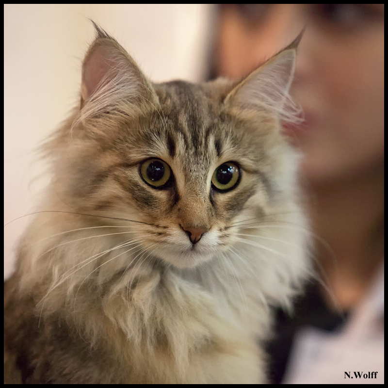 rhianna7.jpg - Nandinakatt's Rhianna, BIS 3/6 mois samedi