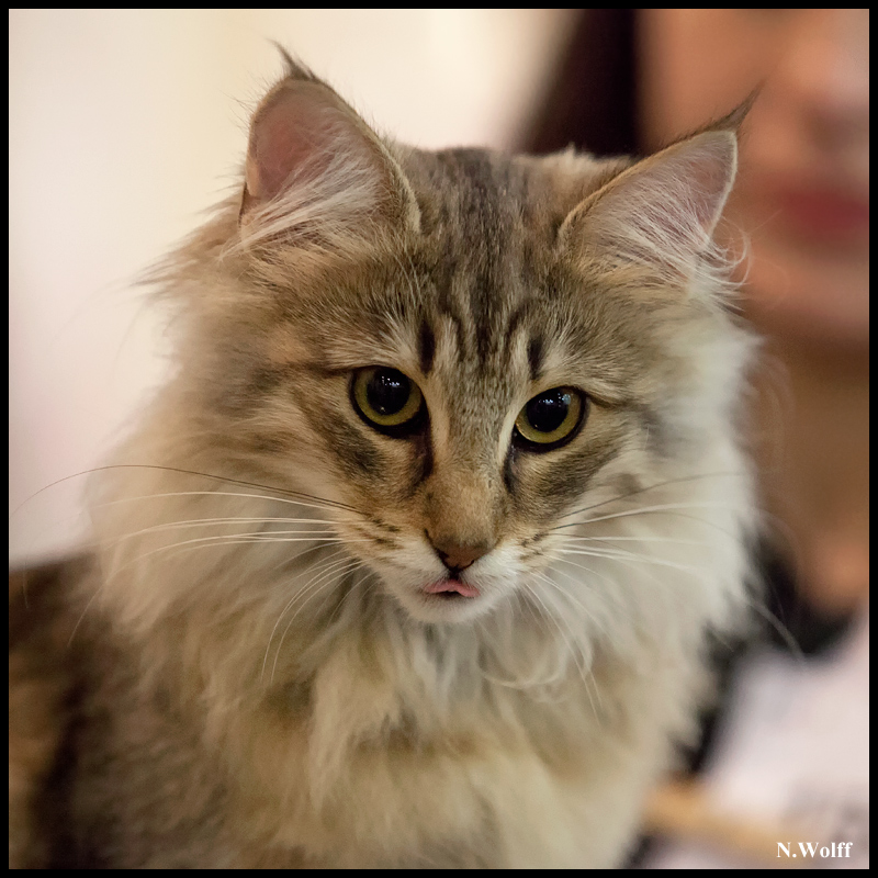 rhianna8.jpg - Nandinakatt's Rhianna, BIS 3/6 mois samedi