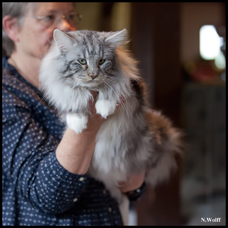 shadowshaman1.jpg - Vildhjartas Rhasta Shadowshaman