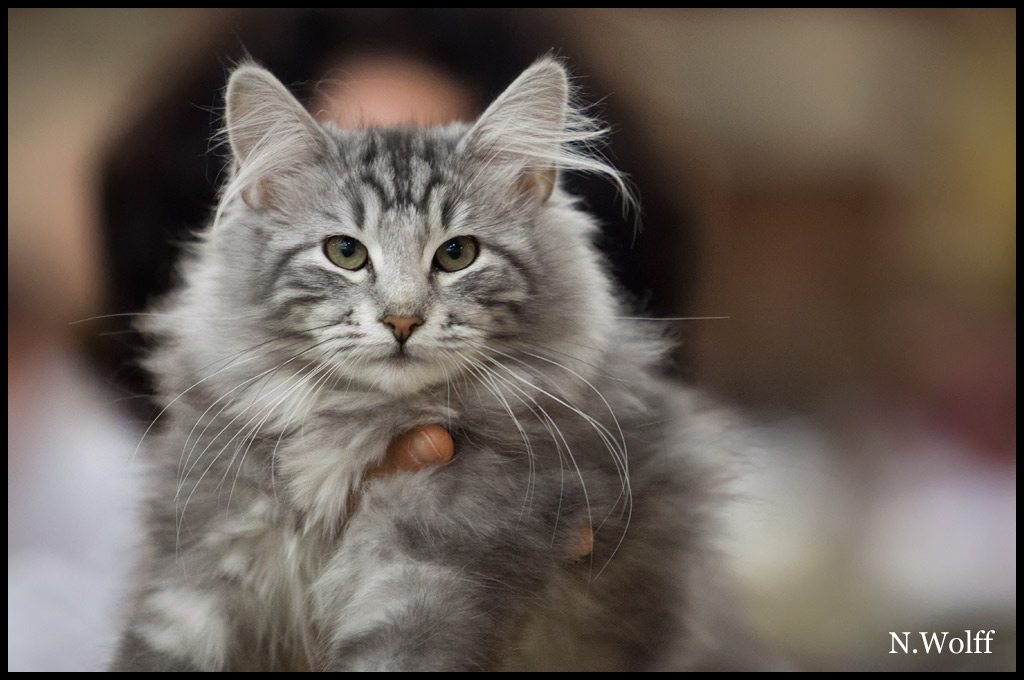 abalone1.jpg - Habalone de la Colline d'Atraia, 3/6 mois