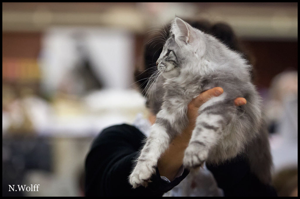 abalone2.jpg - Habalone de la Colline d'Atraia, 3/6 mois