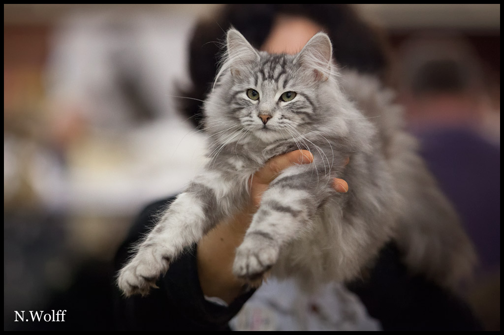 abalone3.jpg - Habalone de la Colline d'Atraia, 3/6 mois