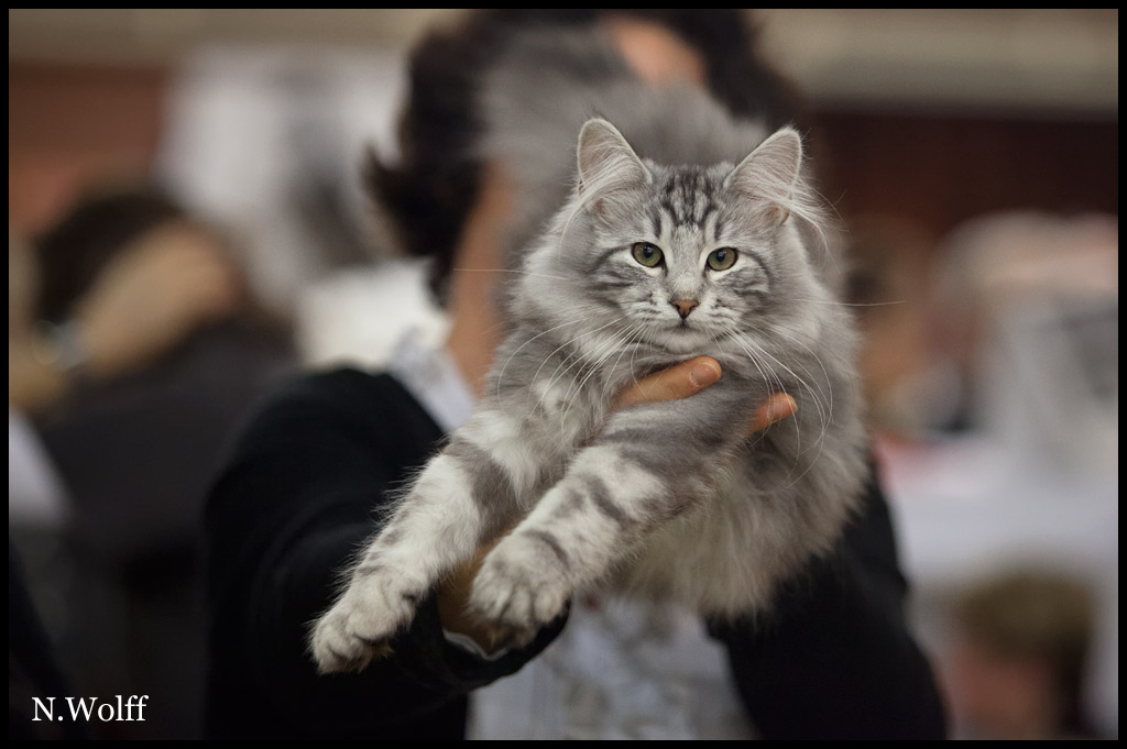 abalone4.jpg - Habalone de la Colline d'Atraia, 3/6 mois