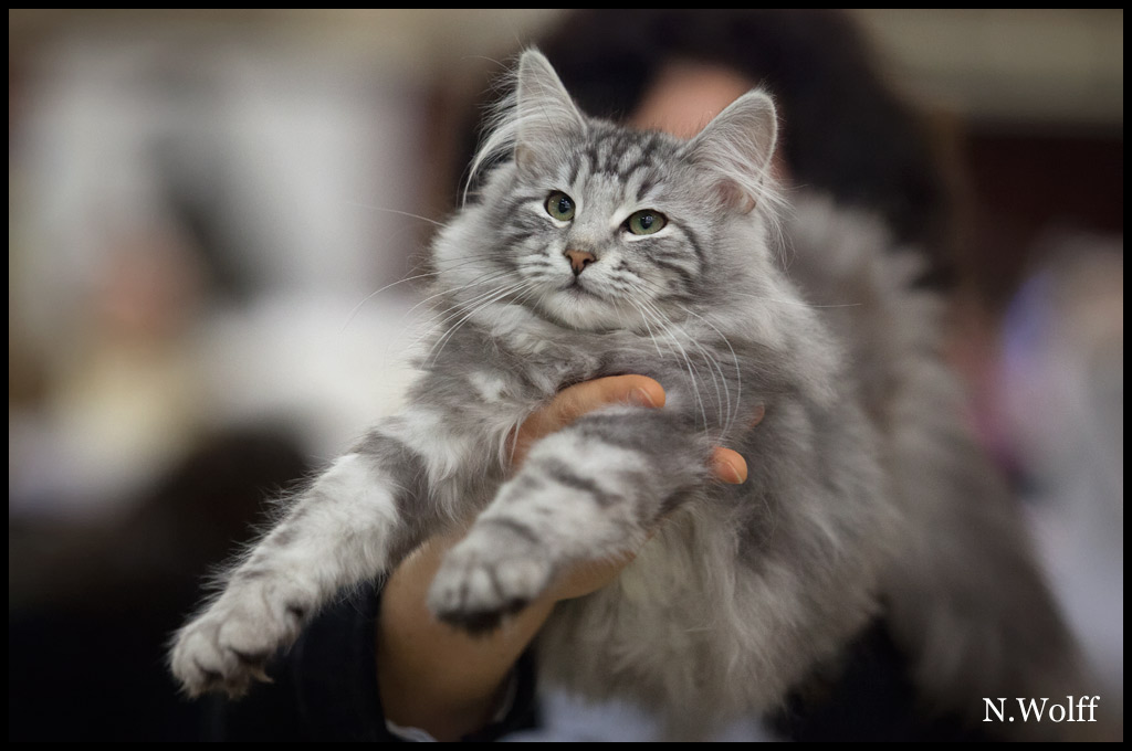 abalone5.jpg - Habalone de la Colline d'Atraia, 3/6 mois