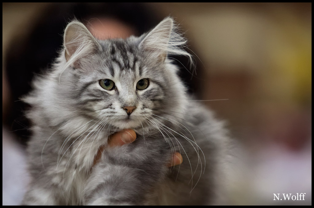 abalone6.jpg - Habalone de la Colline d'Atraia, 3/6 mois