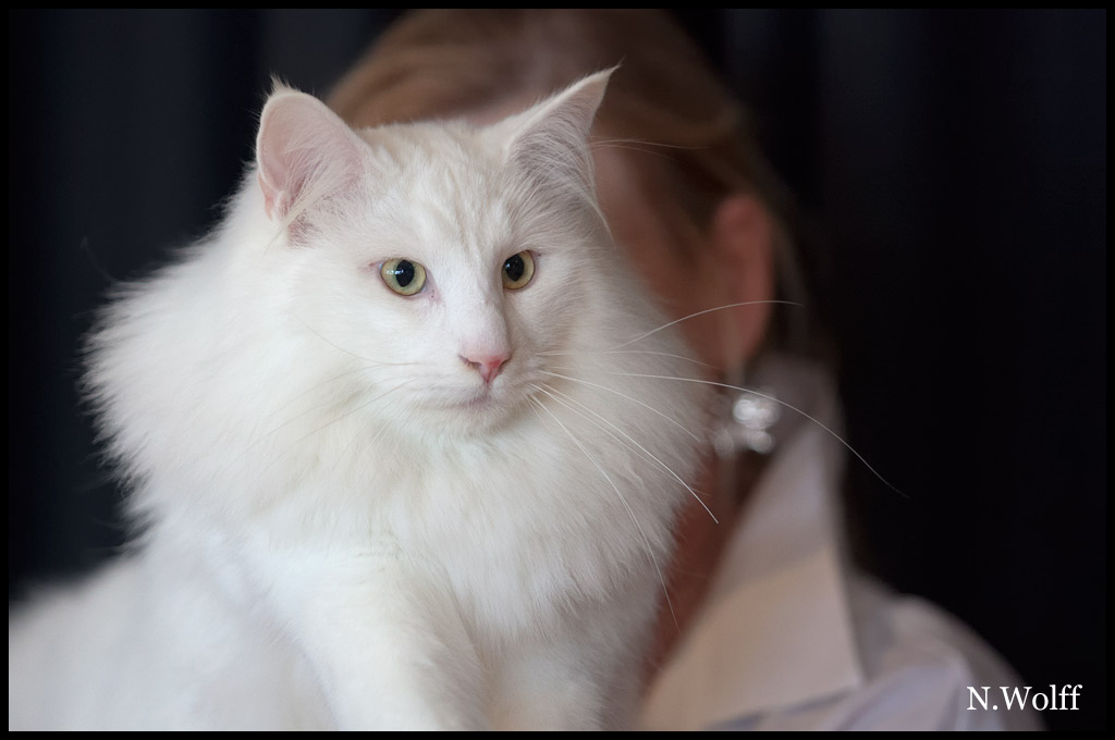 easy1.jpg - Wonderwoods Groovin'is Easy, mâle adulte