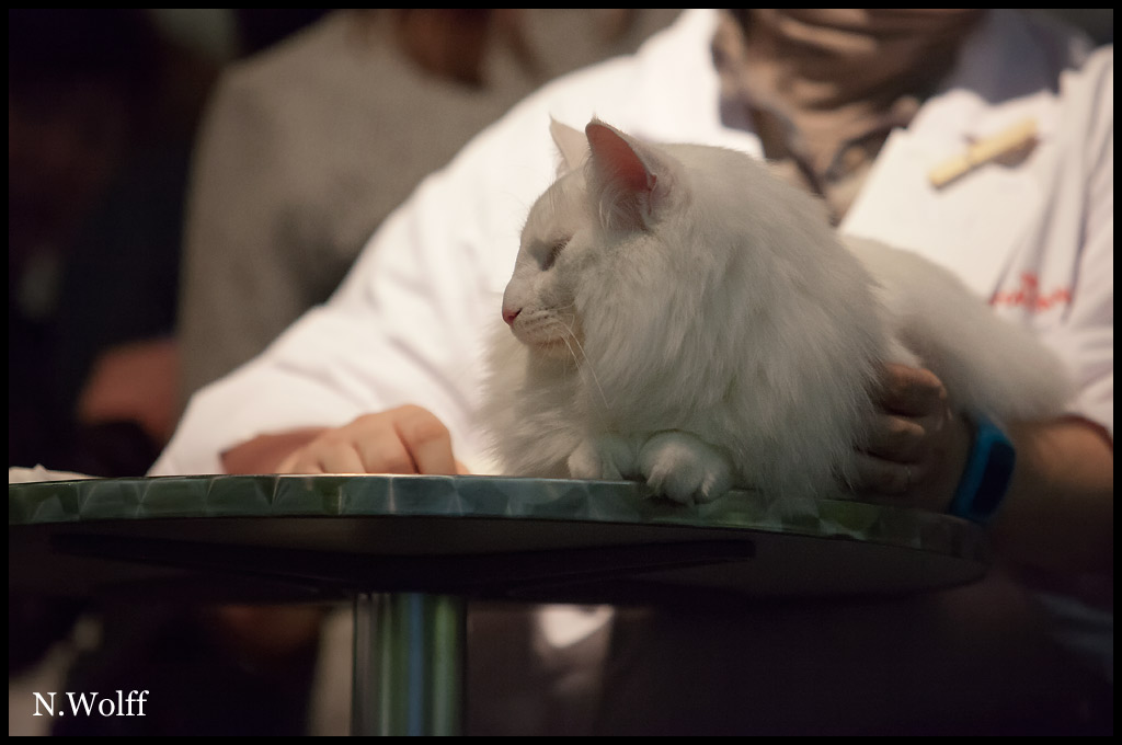 easy6.jpg - Wonderwoods Groovin'is Easy, mâle adulte