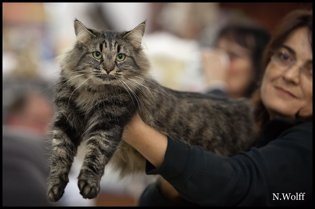 elhora1.jpg - Elhora du Domaine des Comtes de Moscone, femelle adulte