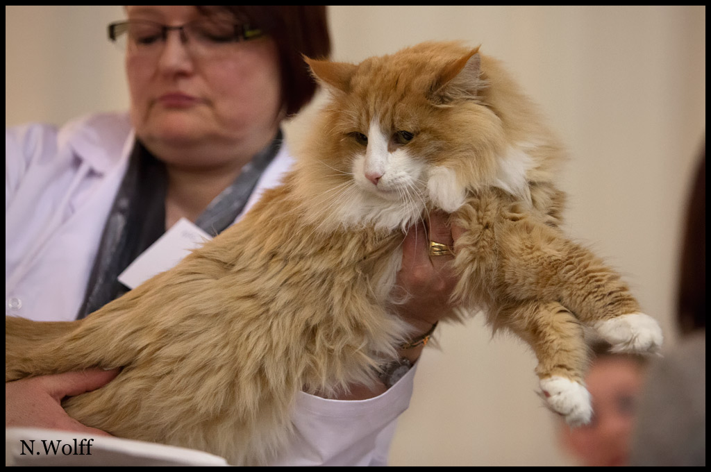 erving1.jpg - Erving du Valldall, mâle adulte