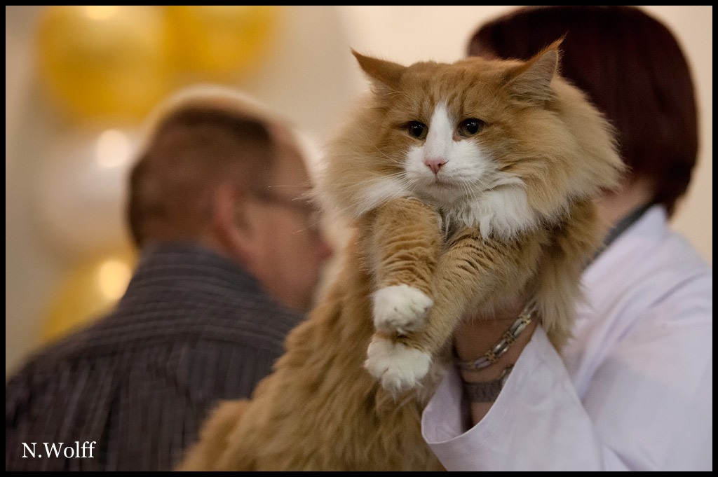 erving2.jpg - Erving du Valldall, mâle adulte