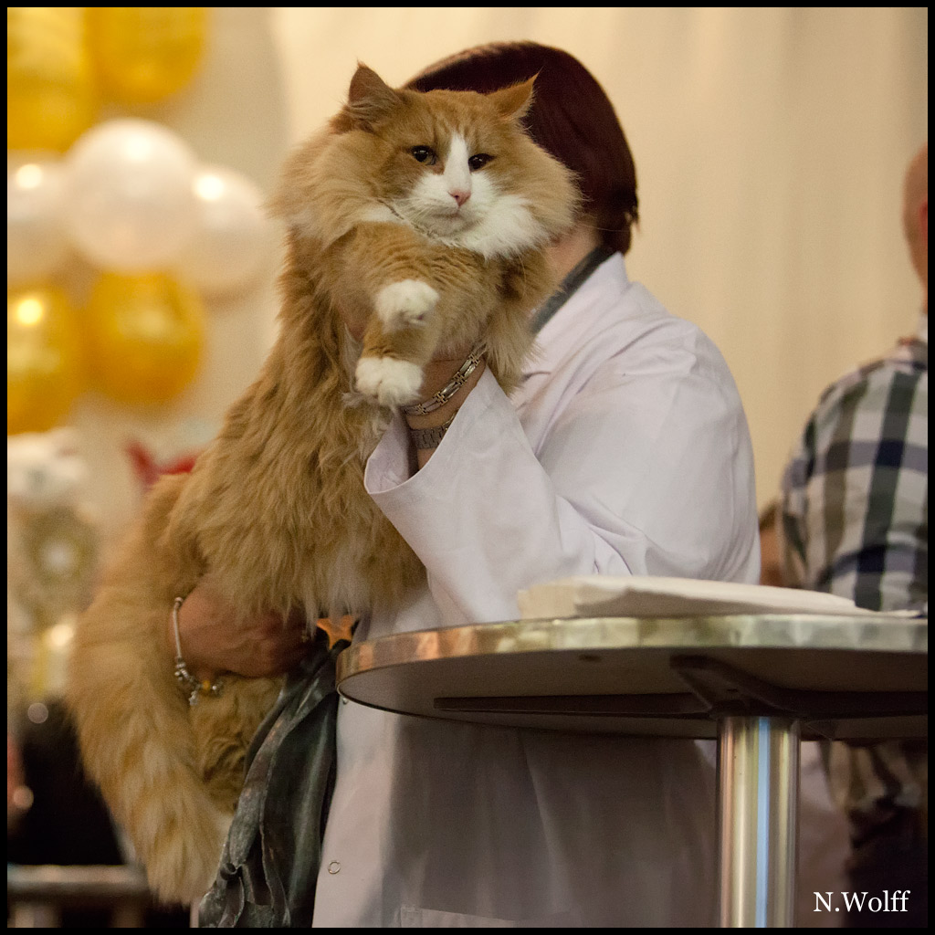 erving3.jpg - Erving du Valldall, mâle adulte