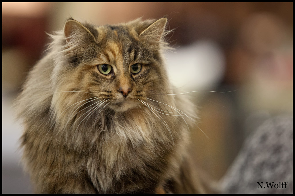 galactica1.jpg - Galactica du Domaine des Comtes de Moscone, femelle adulte