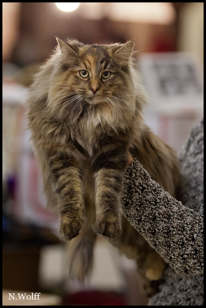 galactica2.jpg - Galactica du Domaine des Comtes de Moscone, femelle adulte