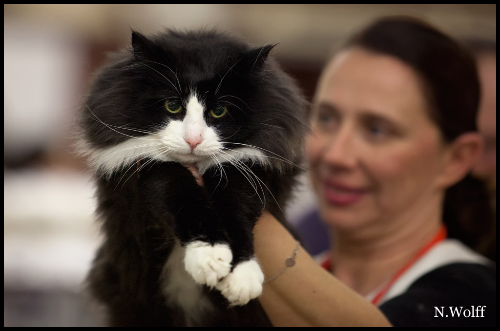 galiano1.jpg - Galliano du Royaume de Talmanis, mâle adulte