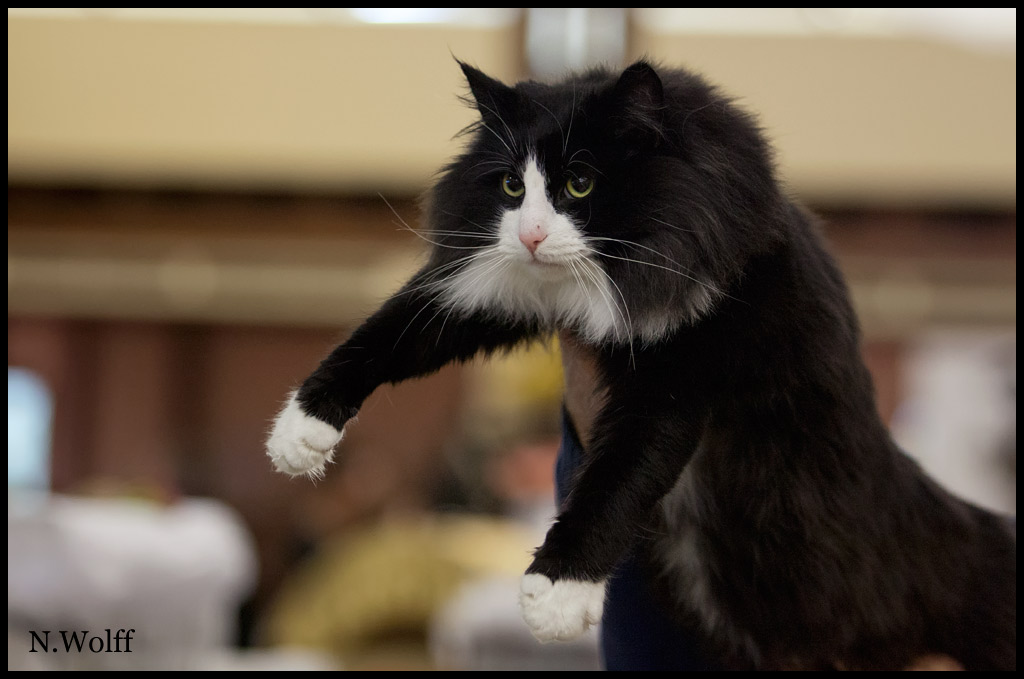 galiano2.jpg - Galliano du Royaume de Talmanis, mâle adulte