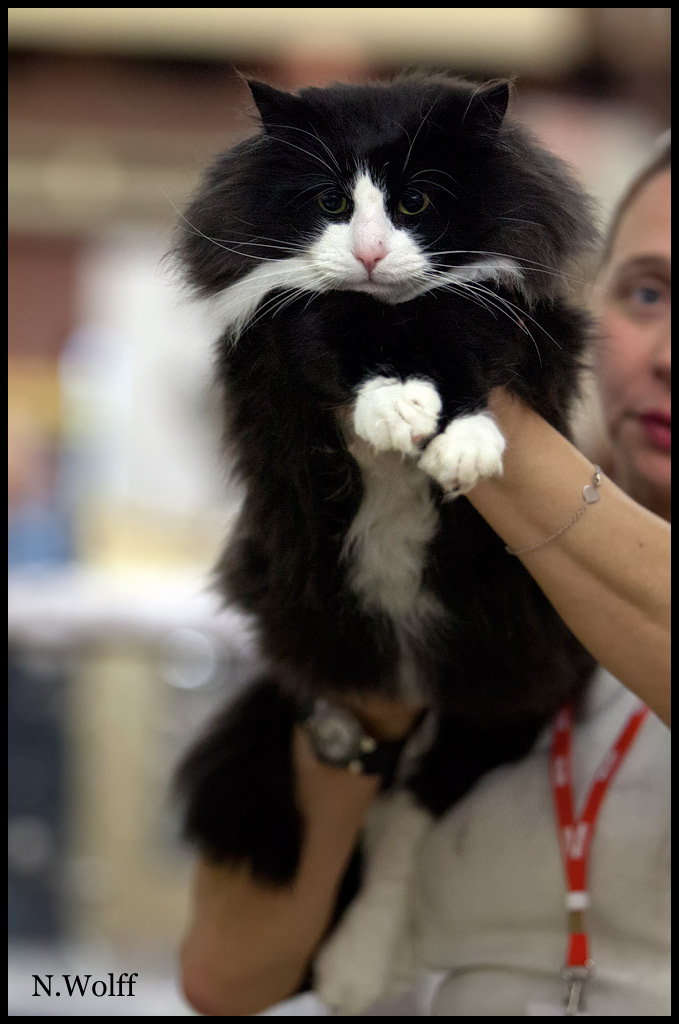 galiano3.jpg - Galliano du Royaume de Talmanis, mâle adulte