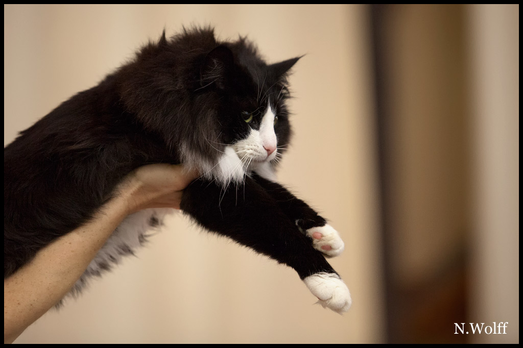 galiano5.jpg - Galliano du Royaume de Talmanis, mâle adulte