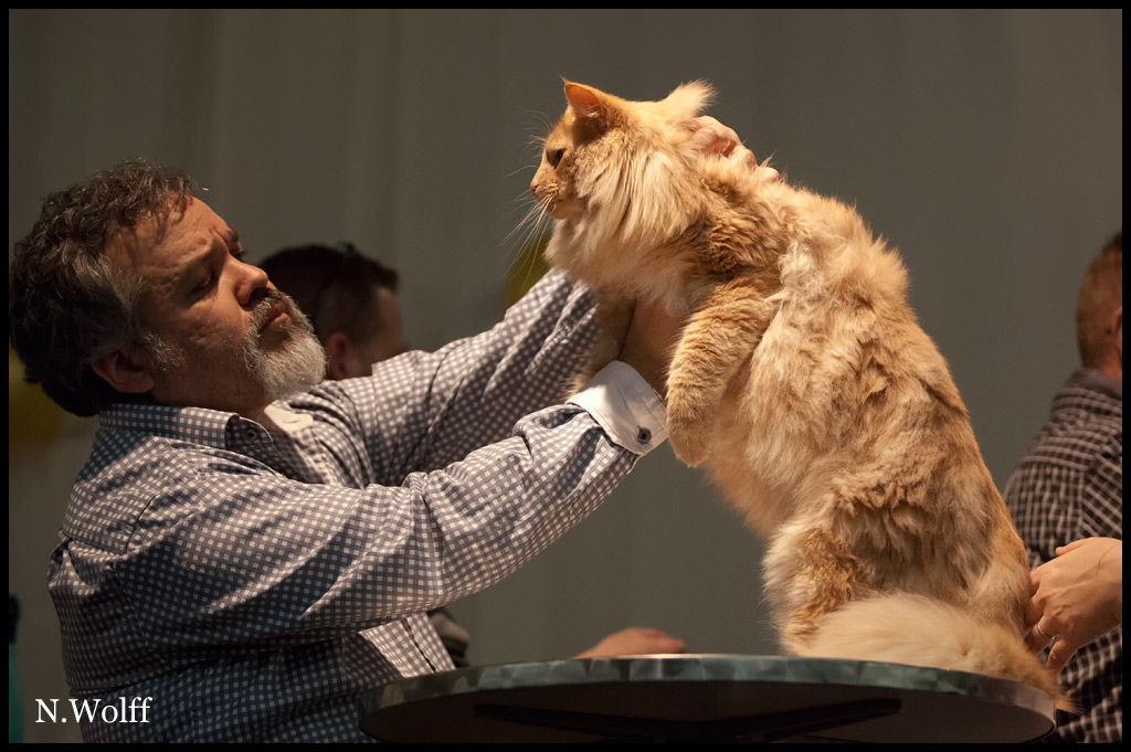 gallaghan3.jpg - Gallaghan du Domaine des Comtes de Moscone, mâle neutre