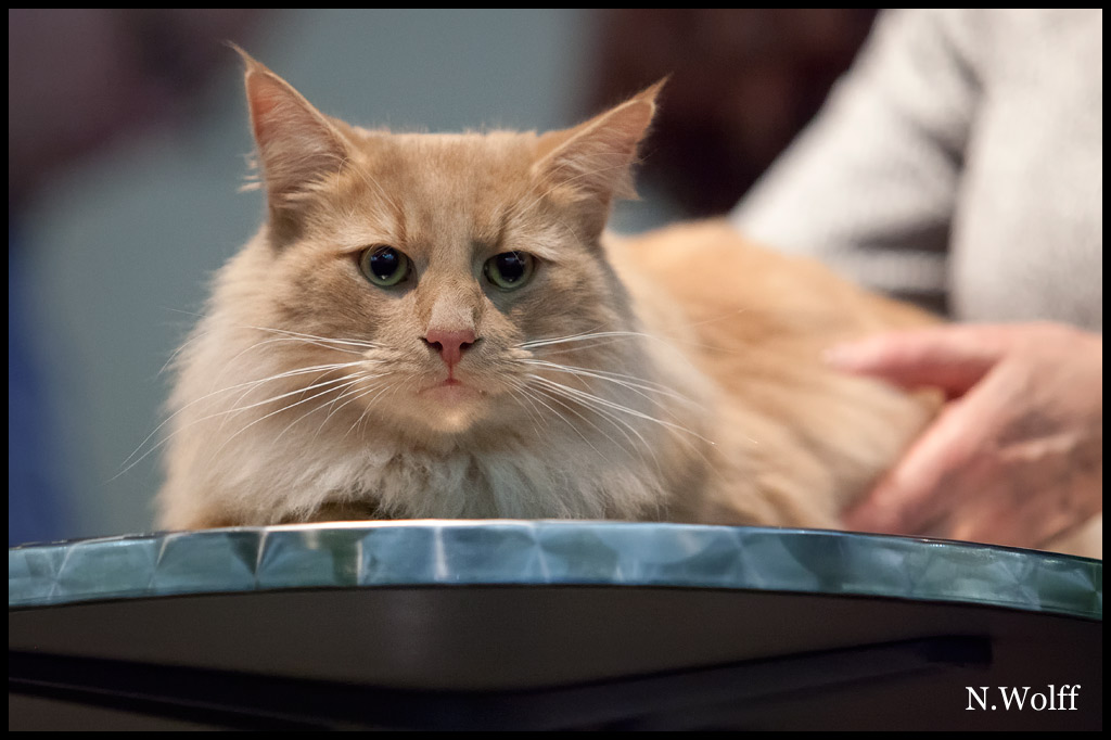 gallaghan4.jpg - Gallaghan du Domaine des Comtes de Moscone, mâle neutre