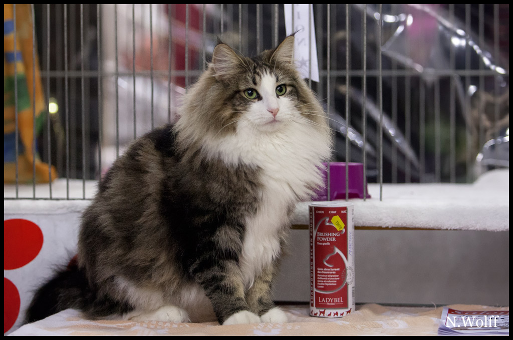 golden1.jpg - Golden Eyes du Royaume de Talmanis, femelle adulte