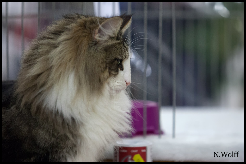 golden2.jpg - Golden Eyes du Royaume de Talmanis, femelle adulte