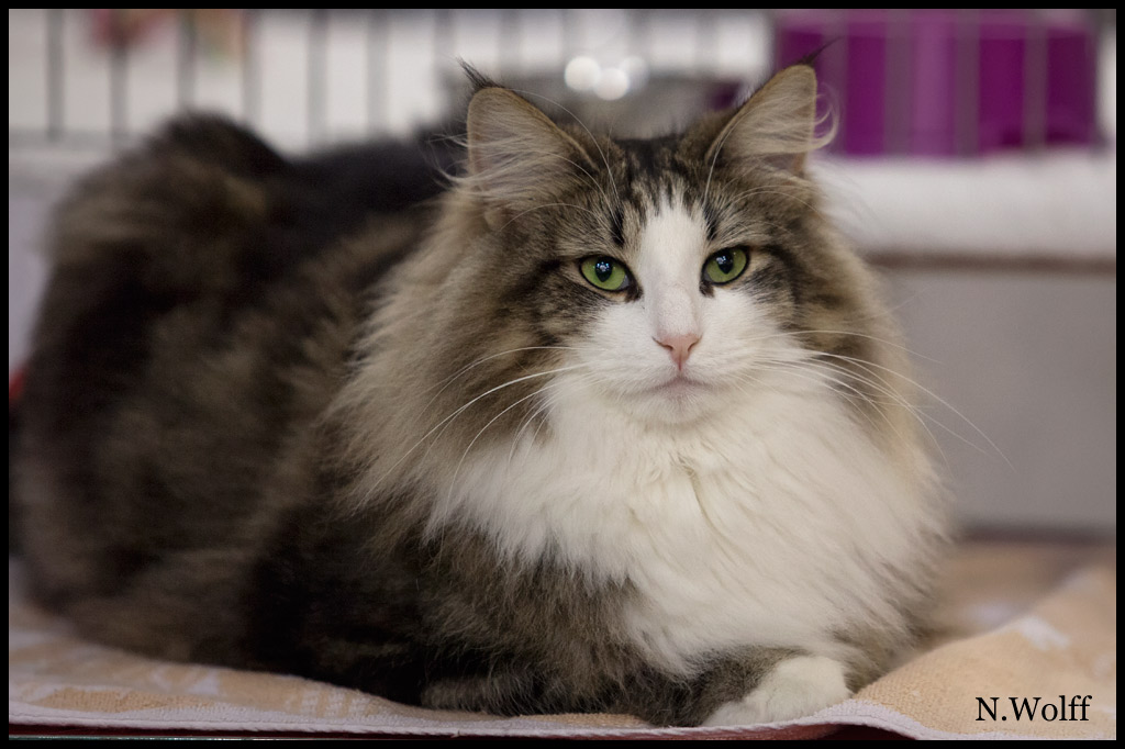 golden3.jpg - Golden Eyes du Royaume de Talmanis, femelle adulte