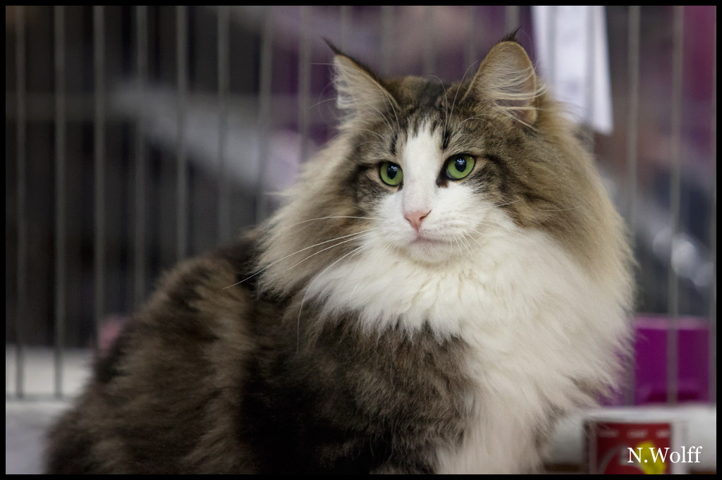 golden4.jpg - Golden Eyes du Royaume de Talmanis, femelle adulte