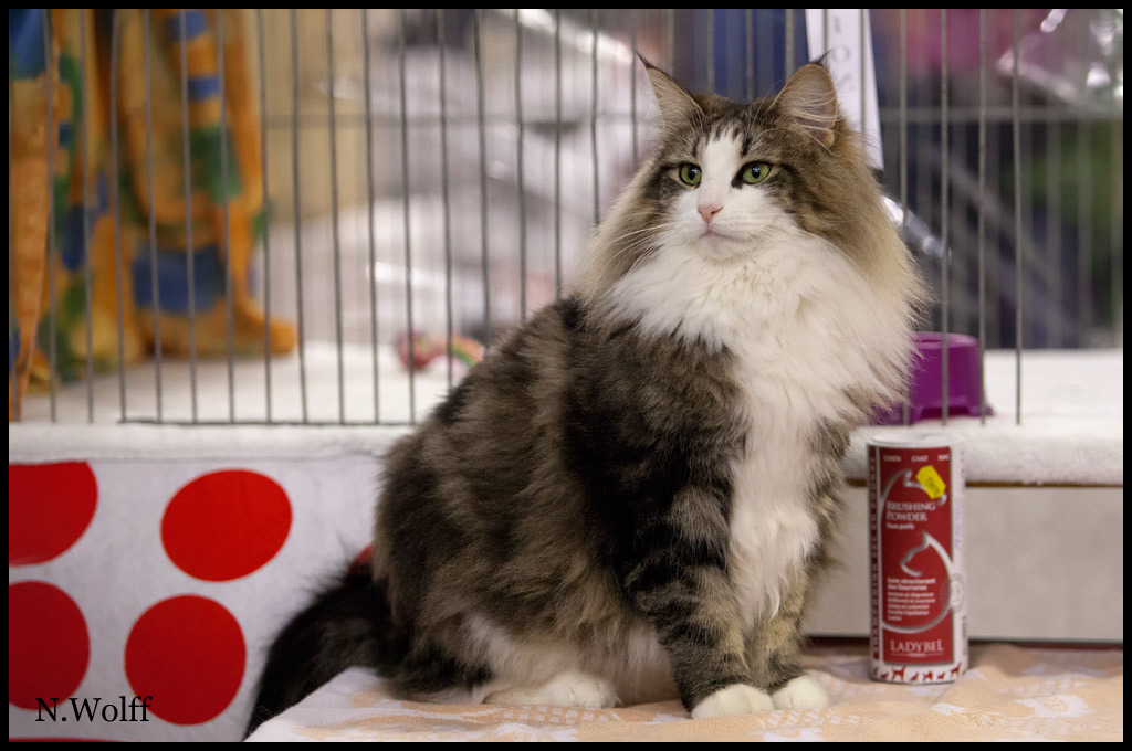 golden5.jpg - Golden Eyes du Royaume de Talmanis, femelle adulte