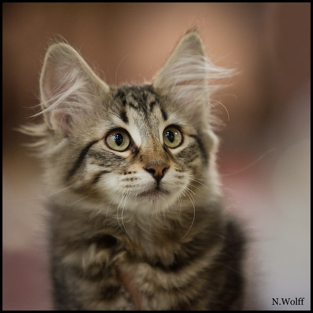 hamox1.jpg - Hamox du Domaine des Comtes de Moscone, 3/6 mois