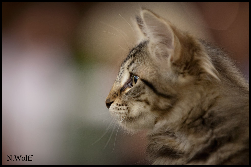 hamox2.jpg - Hamox du Domaine des Comtes de Moscone, 3/6 mois