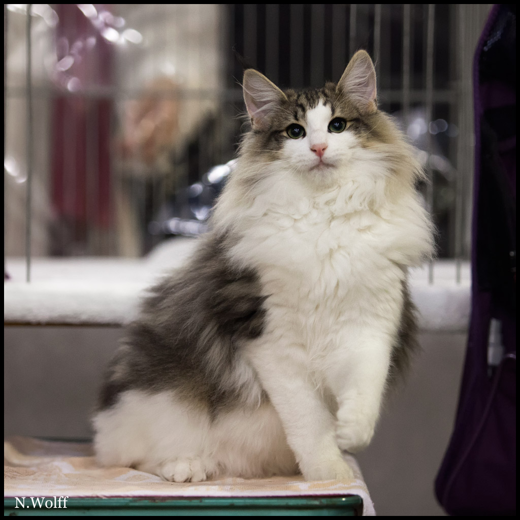 harm1.jpg - Harm du Royaume de Talmanis, 6/10 mois