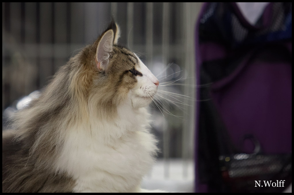 harm2.jpg - Harm du Royaume de Talmanis, 6/10 mois