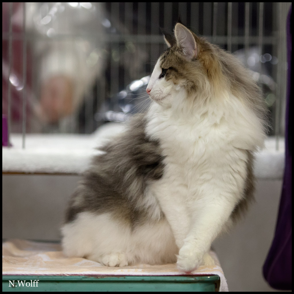 harm3.jpg - Harm du Royaume de Talmanis, 6/10 mois