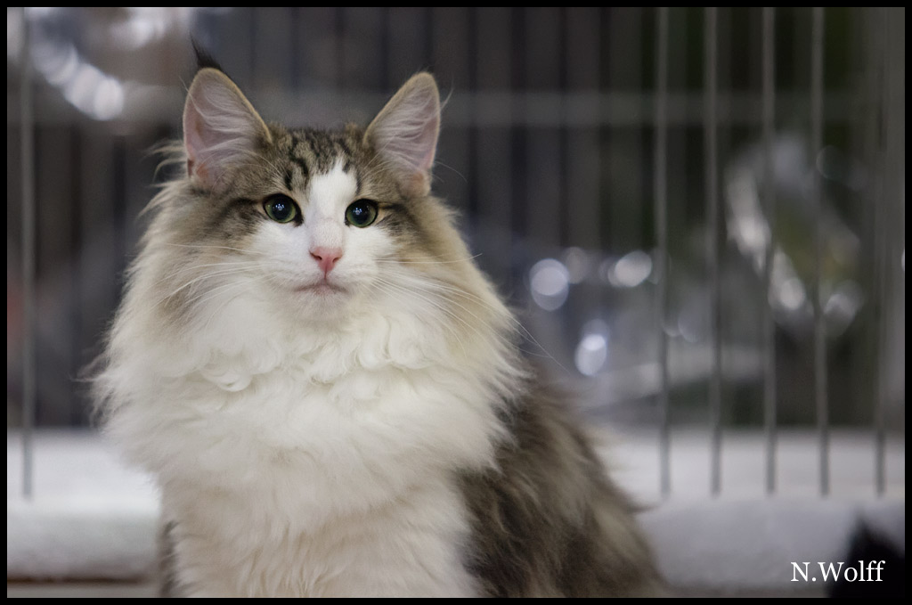 harm4.jpg - Harm du Royaume de Talmanis, 6/10 mois