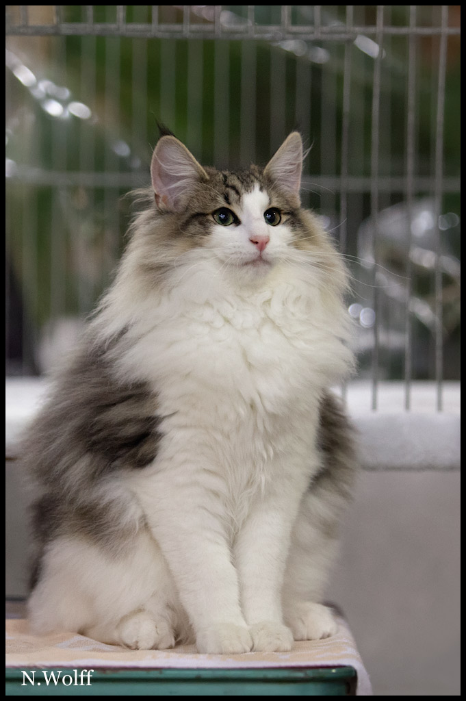 harm5.jpg - Harm du Royaume de Talmanis, 6/10 mois