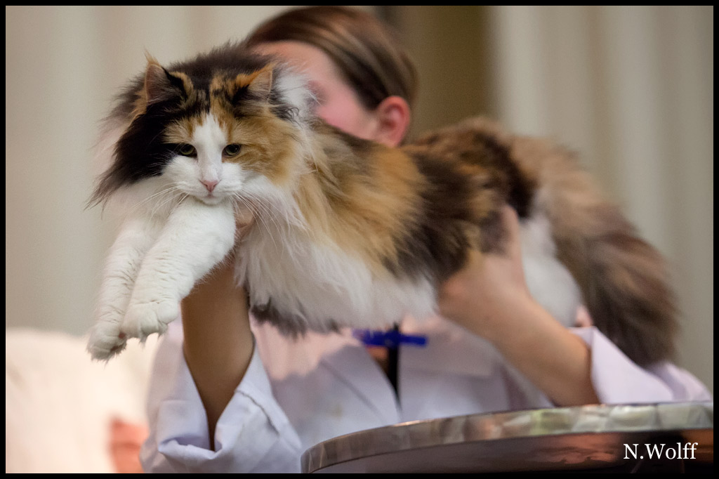 hathor2.jpg - Hathor du Royaume de Talmanis, femelle adulte